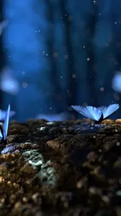 Blue butterflies 