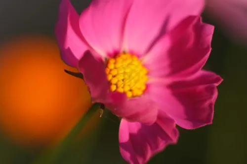 Flower blooming